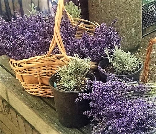 Cooking with Culinary Lavender