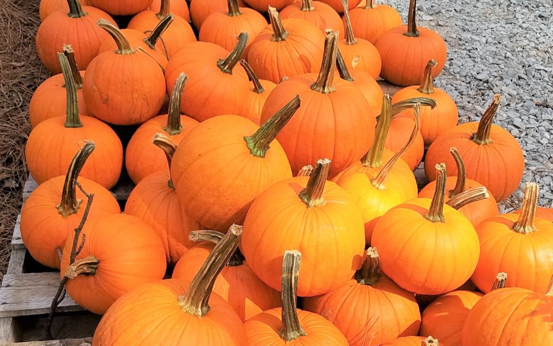 Cooking with Pumpkin