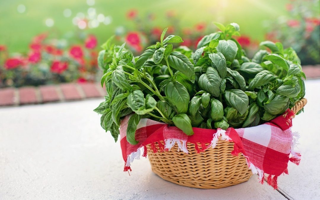 For the Love of Basil