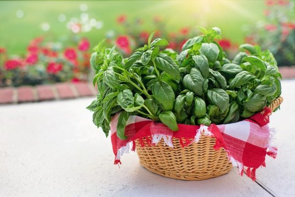 Sweet Basil in wicker basket